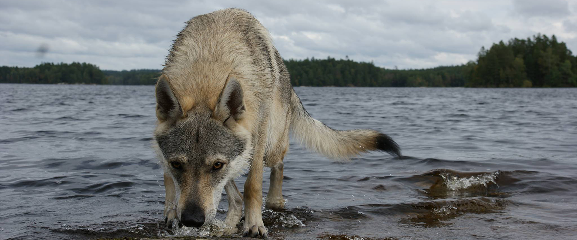 Wolfshund aus der Tierarztpraxis Mahlsdorf